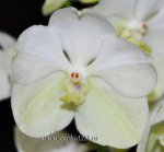 Орхидея Ascocenda (отцвела)