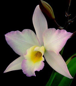 Орхидея Iwanagara Apple Blossom (отцвела)