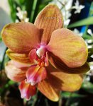 Орхидея Phalaenopsis Queen Nina (отцвёл)