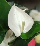 Anthurium Baby White (деленка без цветов)
