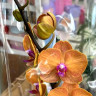 Орхидея Phalaenopsis Bologna 