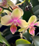 Орхидея Phalaenopsis, multiflora (отцвела)