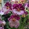 Орхидея Miltonia hybrid (отцвела, РЕАНИМАШКА)