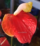 Anthurium Shell Coral