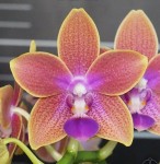 Орхидея Phalaenopsis Miki Golden Sand '1363' (отцвёл)