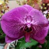 Орхидея Phalaenopsis Singolo  