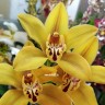 Орхидея Cymbidium (отцвел)  
