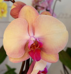 Орхидея Phalaenopsis Hazard (отцвел, РЕАНИМАШКА)