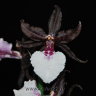 Орхидея Colmanara Massai White (отцвела)