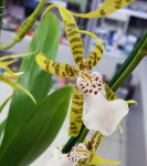 Орхидея Brassia hybrid
