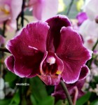 Орхидея Phalaenopsis Stone Rose peloric