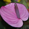 Anthurium Cavalli Purple (деленка без цветов, РЕАНИМАШКА)