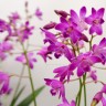 Орхидея Dendrobium Berry Oda (отцвел)