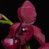 Орхидея Phalaenopsis Montreux