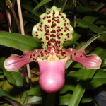 Орхидея Paphiopedilum henryanum