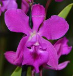 Орхидея Epicattleya Dancing Queen