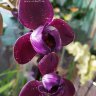 Орхидея Phalaenopsis Taida Salu (отцвел)