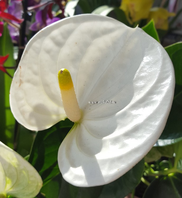 Anthurium Sierra White 