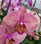 Орхидея Phalaenopsis  Jupiter (отцвел)
