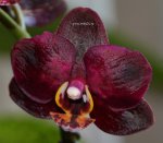 Орхидея Phalaenopsis Francesca (отцвёл)