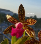Орхидея Cattleya Tossapol (отцвела)