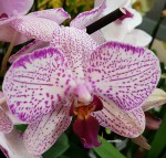 Орхидея Phalaenopsis (отцвел)     