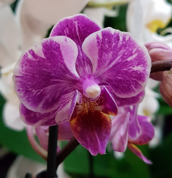 Орхидея Phalaenopsis mini    