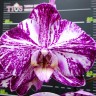Орхидея Phalaenopsis Miki Сhocolate '518' (еще не цвел)    