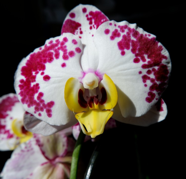 Орхидея Phalaenopsis Bellicose (отцвел)
