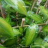 Орхидея Vanilla planifolia 'variegata' (еще не цвела)