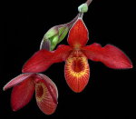 Орхидея Phragmipedium Andean Fire (ещё не цвёл)