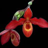Орхидея Phragmipedium Andean Fire (ещё не цвёл)
