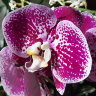 Орхидея Phalaenopsis Compilation 