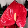 Anthurium Madural Red (деленка без цветов)