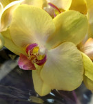 Орхидея Phalaenopsis, midi (отцвел) 