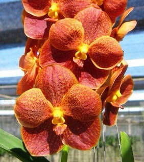 Орхидея Ascocenda Kultana Papion (отцвела)