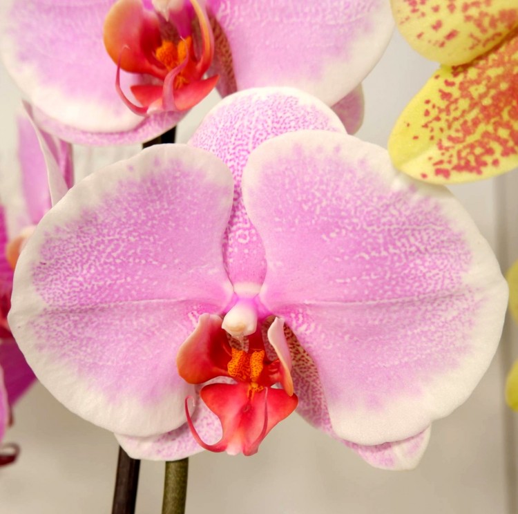 Орхидея Phalaenopsis Pretty Romance (цветет, РЕАНИМАШКА)