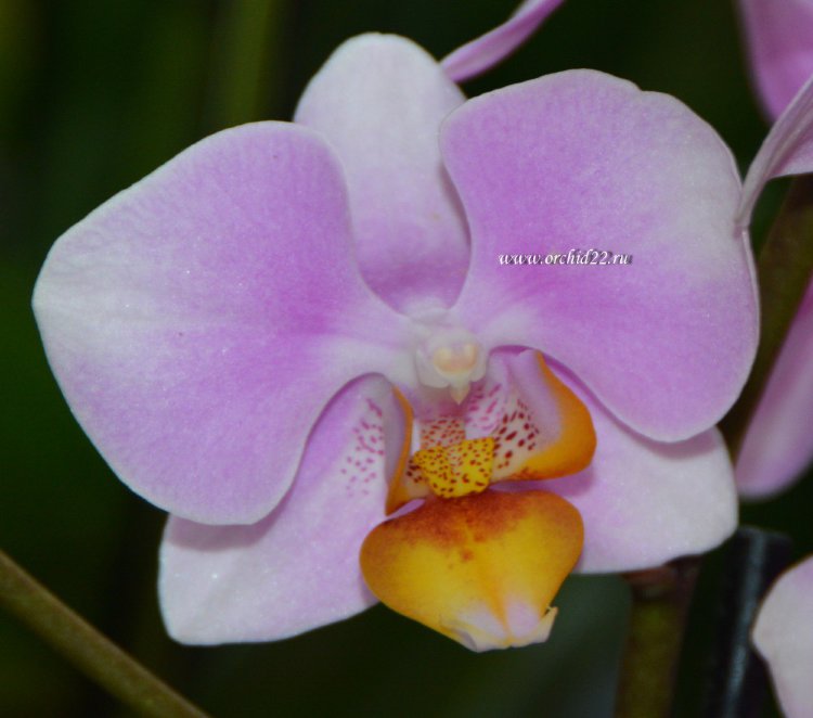 Орхидея Phalaenopsis  multiflora (отцвела)