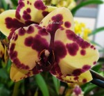 Орхидея Phalaenopsis        