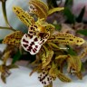 Орхидея Cymbidium Magic Chocolate (отцвел)