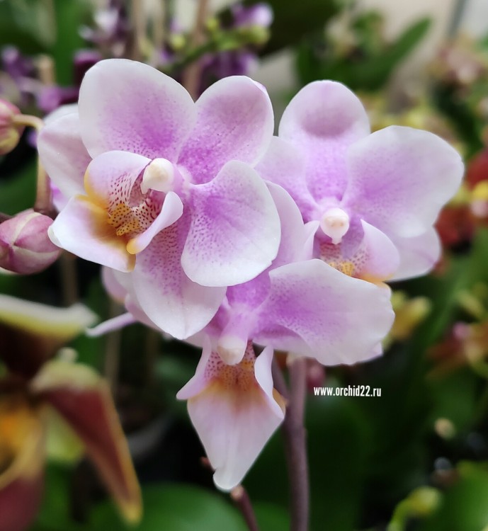 Орхидея Phalaenopsis mini (отцвел)   