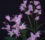 Орхидея Dendrobium kingianum (отцвёл)  