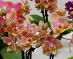 Орхидея Phal. Perfume Carola peloric, multiflora (отцвел)
