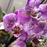 Орхидея Phalaenopsis Jillion              