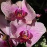 Орхидея Phalaenopsis Tropic Wonderland (отцвёл, РЕАНИМАШКА)