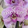 Орхидея Phalaenopsis multiflora 