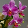 Орхидея Phalaenopsis Hualien Pink Galaxy, multiflora (отцвел)
