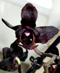 Орхидея Phalaenopsis Black  peloric (цветет, РЕАНИМАШКА)
