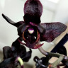 Орхидея Phalaenopsis Black  peloric (цветет, РЕАНИМАШКА)