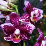 Орхидея Phalaenopsis  multiflora